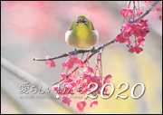 熊谷勝の小鳥カレンダー2019【愛らしい鳥たち】