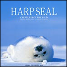 HARP SEAL