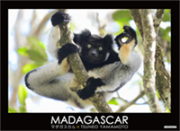 MADAGASCAR-マダガスカル