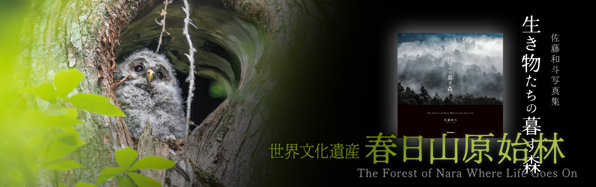 生き物たちの暮す森